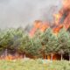 Última hora de incendios en España, en vivo | El fuego entre Zamora y Ourense permanece sin control y las fuerzas para desalojar a 1.700 personas | España