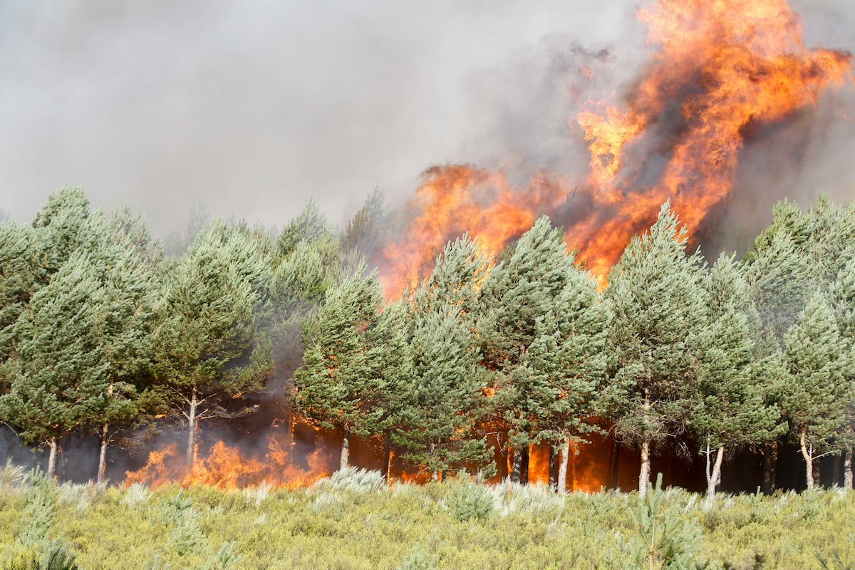Última hora de incendios en España, en vivo | El fuego entre Zamora y Ourense permanece sin control y las fuerzas para desalojar a 1.700 personas | España