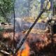 SENAD quema 7.000 kilos de cannabis en una zona forestal de Bella Vista Norte.
