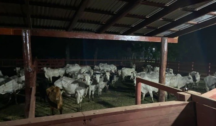 Incautan 120 animales vacunos en Concepción, Paraguay: Autoridades Actúan