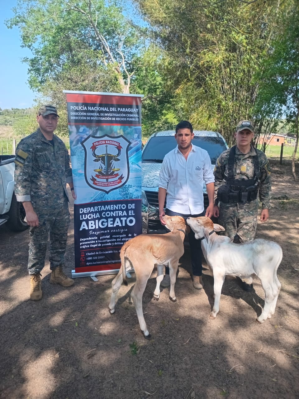 Operativo en Caaguazú: Recuperan animales vacunos robados en abigeato.