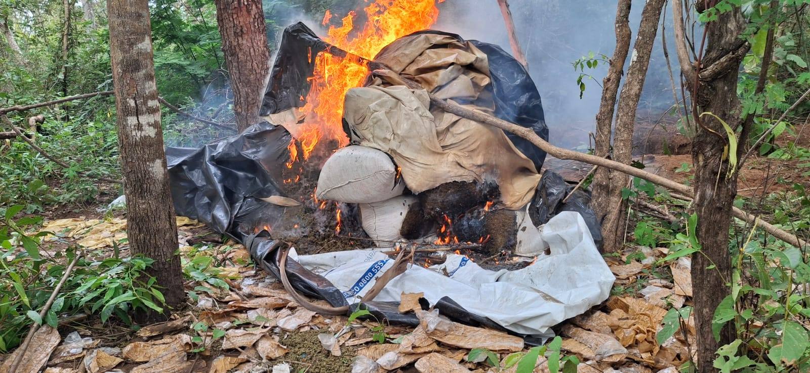 Allanamiento en Amambay: destruyen 600 kg de presunta marihuana