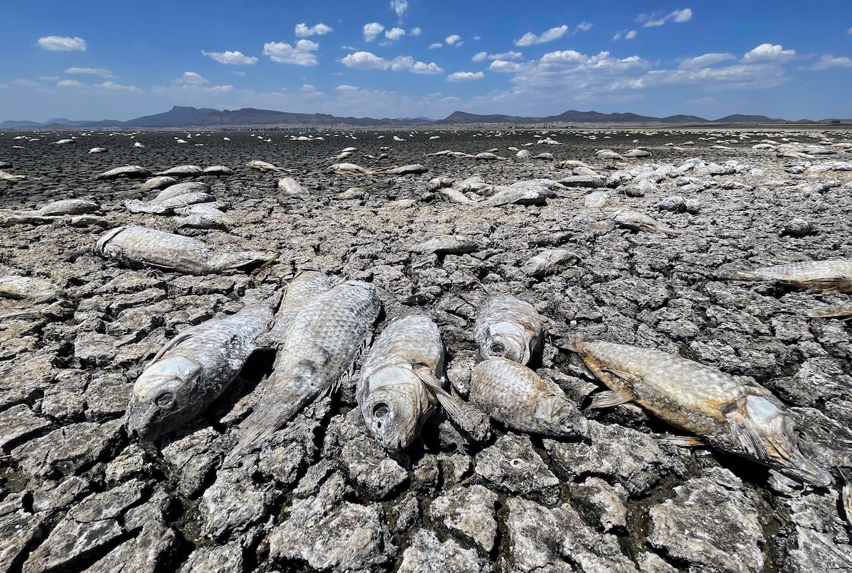 Desde las inundaciones hasta la sequía: la ONU advierte que el ciclo del agua es cada vez más extremo | Clima y medio ambiente