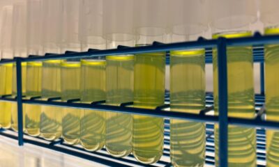 Las criaturas más pequeñas y abundantes del océano no pueden con la calefacción del mar | Ciencia