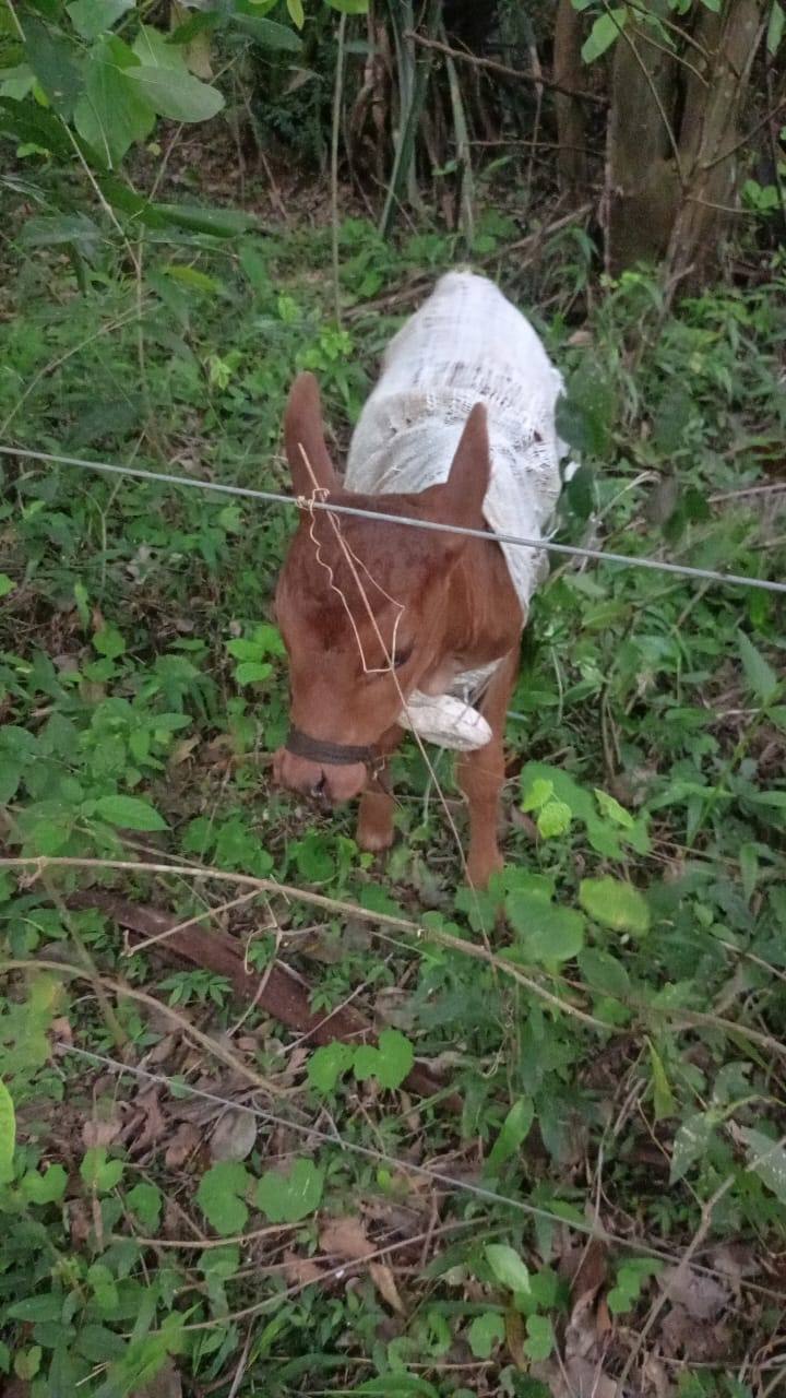Policía Nacional rescata ternero maniatado en una arpillera, Misiones