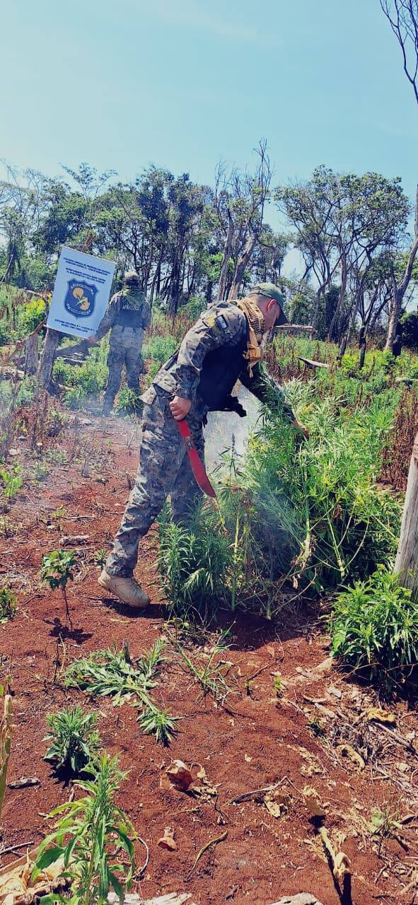 Allanamiento y destrucción de plantación de marihuana en Amambay.