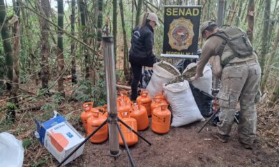 Confiscan más de 1.200 kg de marihuana en Capitán Bado y requieren sustancias precursoras para la droga «ICE».