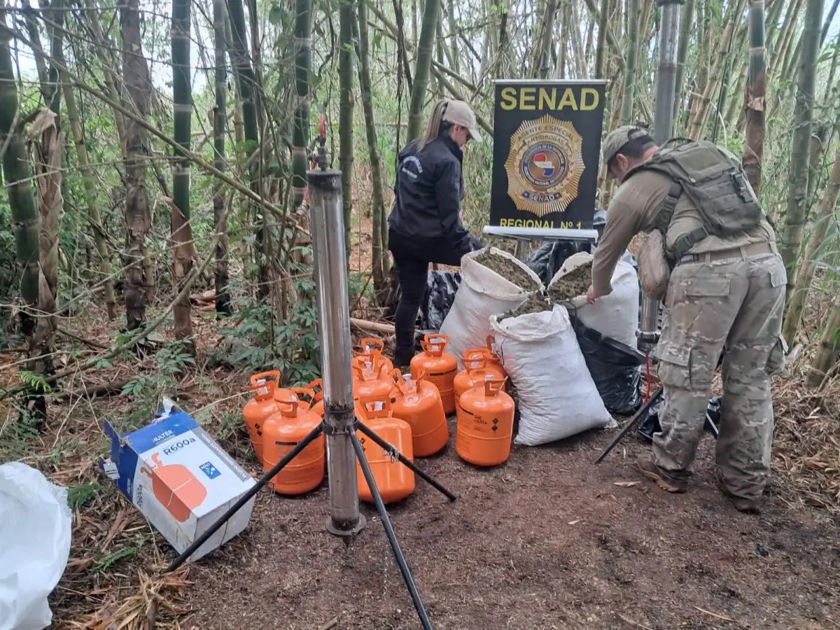 Confiscan más de 1.200 kg de marihuana en Capitán Bado y requieren sustancias precursoras para la droga «ICE». Confiscan más de 1.200 kg de marihuana en Capitán Bado y requieren sustancias precursoras para la droga «ICE».