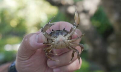 Caza nocturna de acociles australianos para salvar al cangrejo Morelos
