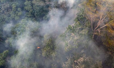 El impacto humano ha transformado la historia evolutiva de la Amazonía | América del futuro