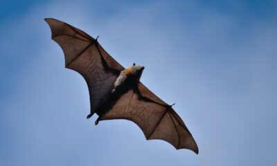 El juego del lenguaje | Ciencia