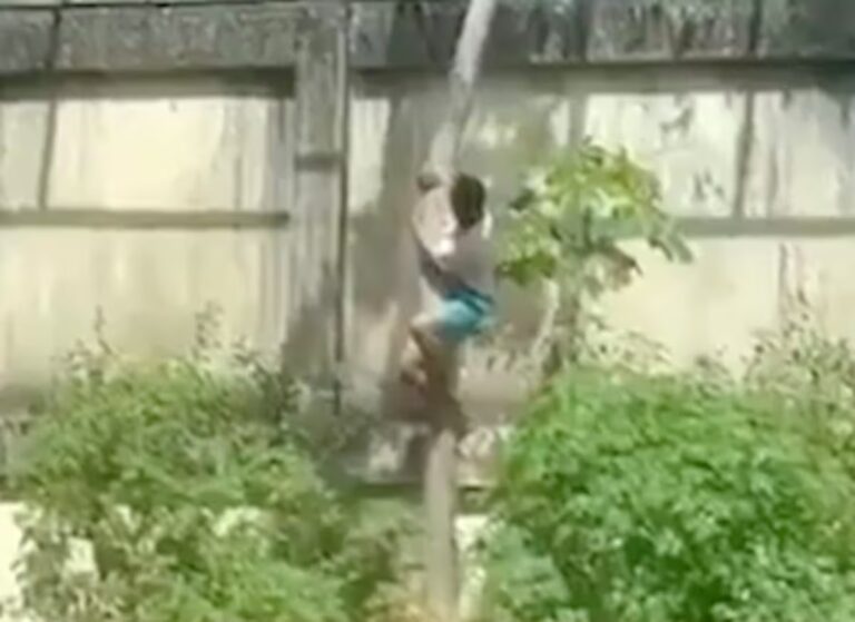 Un león mata a un hombre en un zoológico de Brasil después de escaparse de su jaula