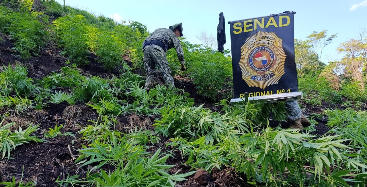 SENAD erradica plantación de marihuana de 1,5 hectáreas en Zanja Pyta